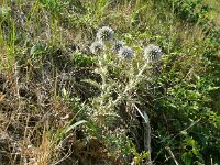 Echinops ritro 15, Kogeldistel, Saxifraga-Hans Grotenhuis