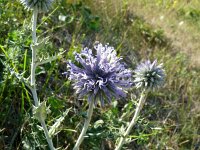 Echinops ritro 16, Kogeldistel, Saxifraga-Hans Grotenhuis
