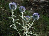Echinops ritro 2, Zuid-Europese kogeldistel, Saxifraga-Jan van der Straaten