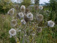 Echinops sphaerocephalus 10, Beklierde kogeldistel, Saxifraga-Ed Stikvoort : Millingerwaard