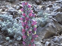 Echium albicans 2, Saxifraga-Jan van der Straten