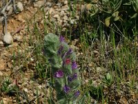 Echium albicans 3, Saxifraga-Dirk Hilbers