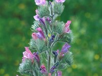 Echium albicans 4, Saxifraga-Inigo Sanchez