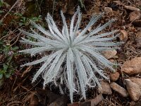 Echium albicans 5, Saxifraga-Ed Stikvoort