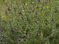 Echium angustifolium 11, Saxifraga-Willem van Kruijsbergen