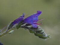 Echium angustifolium 12, Saxifraga-Willem van Kruijsbergen