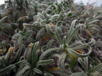 Echium angustifolium 13, Saxifraga-Ed Stikvoort