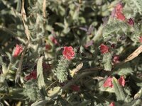 Echium angustifolium 4, Saxifraga-Jan van der Straaten