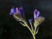 Echium angustifolium 9, Saxifraga-Willem van Kruijsbergen