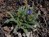 Echium bonnetii 5, Saxifraga-Ed Stikvoort