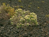 Echium brevirame 2, Saxifraga-Hans Grotenhuis