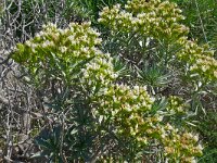 Echium brevirame 4, Saxifraga-Hans Grotenhuis