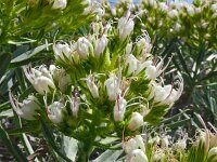 Echium brevirame 5, Saxifraga-Hans Grotenhuis