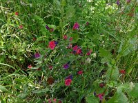 Echium creticum  16, Saxifraga-Hans Grotenhuis