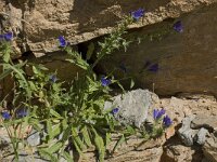 Echium creticum 2, Saxifraga-Willem van Kruijsbergen