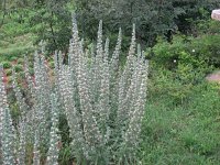 Echium italicum 10, Saxifraga-Jasenka Topic