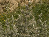 Echium italicum 12, Pyramide-slangenkruid,  Saxifraga-Willem van Kruijsbergen