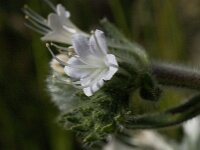 Echium italicum 15, Pyramide-slangenkruid,  Saxifraga-Willem van Kruijsbergen