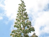 Echium italicum 18, Saxifraga-Rutger Barendse