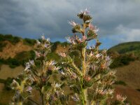 Echium italicum 19, Pyramide-slangenkruid,  Saxifraga-Ed Stikvoort