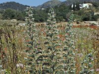 Echium italicum 2, Pyramide-slangenkruid,  Saxifraga-Piet Zomerdijk