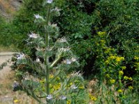 Echium italicum 24, Saxifraga-Ed Stikvoort
