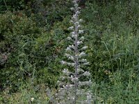 Echium italicum 25, Pyramide-slangenkruid,  Saxifraga-Dirk Hilbers