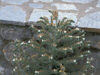 Echium italicum 3, Pyramide-slangenkruid,  Saxifraga-Jan van der Straaten