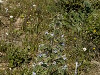 Echium italicum 5, Pyramide-slangenkruid,  Saxifraga-Jan van der Straaten