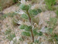 Echium italicum 8, Pyramide-slangenkruid,  Saxifraga-Jasenka Topic
