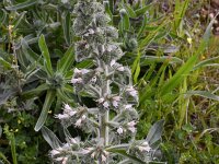 Echium italicum ssp biebersteinii 27, Pyramide-slangenkruid,  Saxifraga-Harry Jans