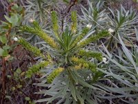 Echium leucophaeum 1, Saxifraga-Ed Stikvoort
