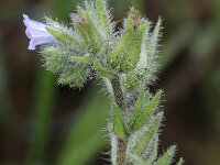 Echium parviflorum 3, Saxifraga-Rutger Barendse