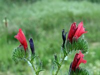 Echium plantagineum 11, Weegbreeslangenkruid, Saxifraga-Jeroen Willemsen