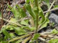 Echium plantagineum 14, Weegbreeslangenkruid, Saxifraga-Rutger Barendse