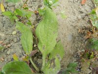 Echium plantagineum 16, Weegbreeslangenkruid, Saxifraga-Rutger Barendse