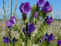 Echium plantagineum 2, Weegbreeslangenkruid, Saxifraga-Ed Stikvoort