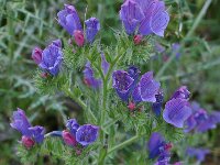 Echium plantagineum 20, Weegbreeslangenkruid, Saxifraga-Harry Jans