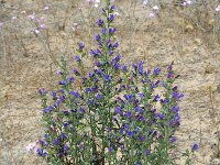 Echium plantagineum 22, Weegbreeslangenkruid, Saxifraga-Jan van der Straaten