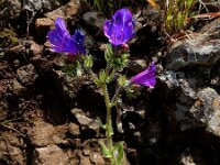 Echium plantagineum 26, Weegbreeslangenkruid, Saxifraga-Ed Stikvoort