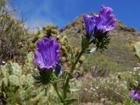 Echium plantagineum 27, Weegbreeslangenkruid, Saxifraga-Ed Stikvoort