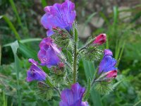 Echium plantagineum 29, Weegbreeslangenkruid, Saxifraga-Ed Stikvoort