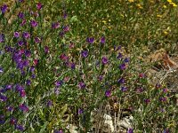 Echium plantagineum 3, Weegbreeslangenkruid, Saxifraga-Dirk Hilbers