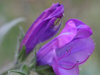 Echium plantagineum 4, Weegbreeslangenkruid, Saxifraga-Rutger Barendse