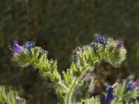 Echium plantagineum 9, Weegbreeslangenkruid, Saxifraga-Jan van der Straaten