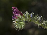 Echium sabulicola 2, Saxifraga-Willem van Kruijsbergen