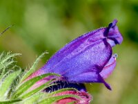 Echium sabulicola 5, Saxifraga-Sonja Bouwman