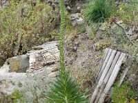 Echium simplex 2, Saxifraga-Rutger Barendse
