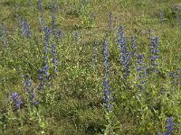 Echium vulgare 11, Slangenkruid, Saxifraga-Jan van der Straaten