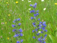 Echium vulgare 13, Slangenkruid, Saxifraga-Jasenka Topic
